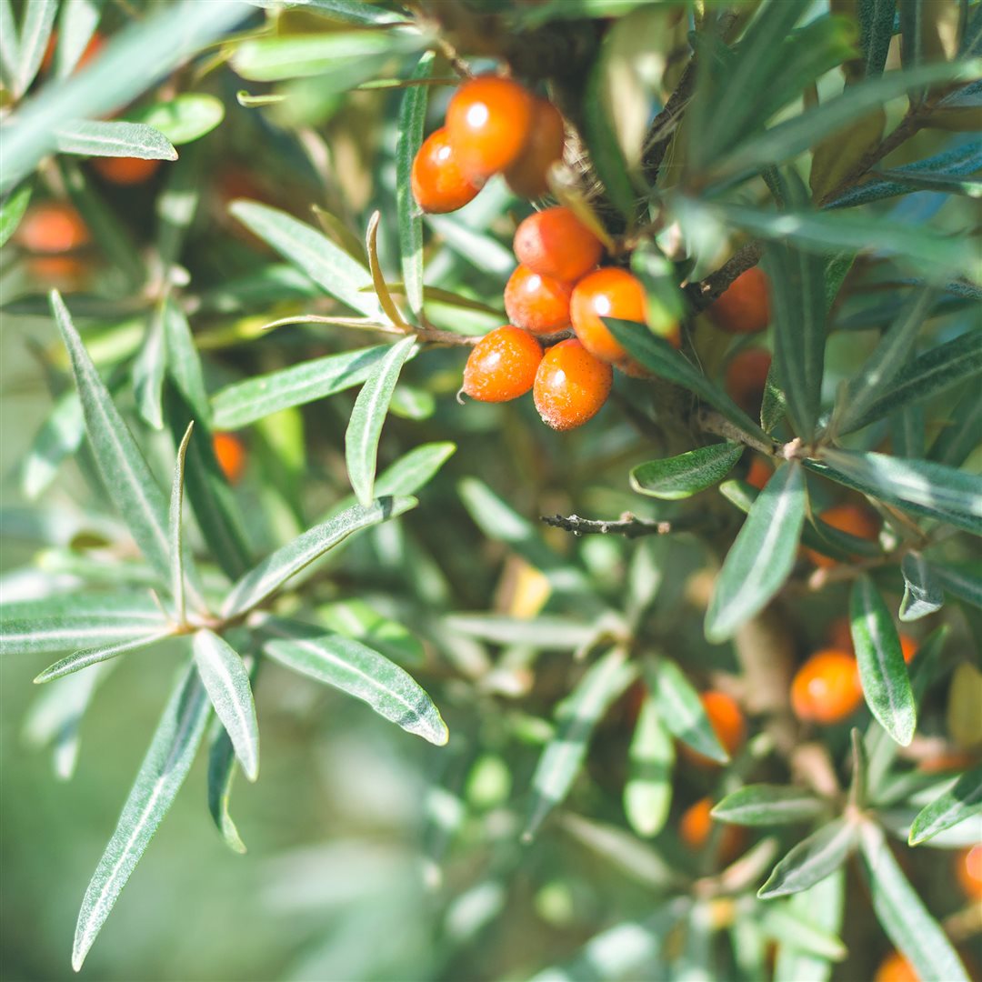 #Grösse_Flasche 400 ml